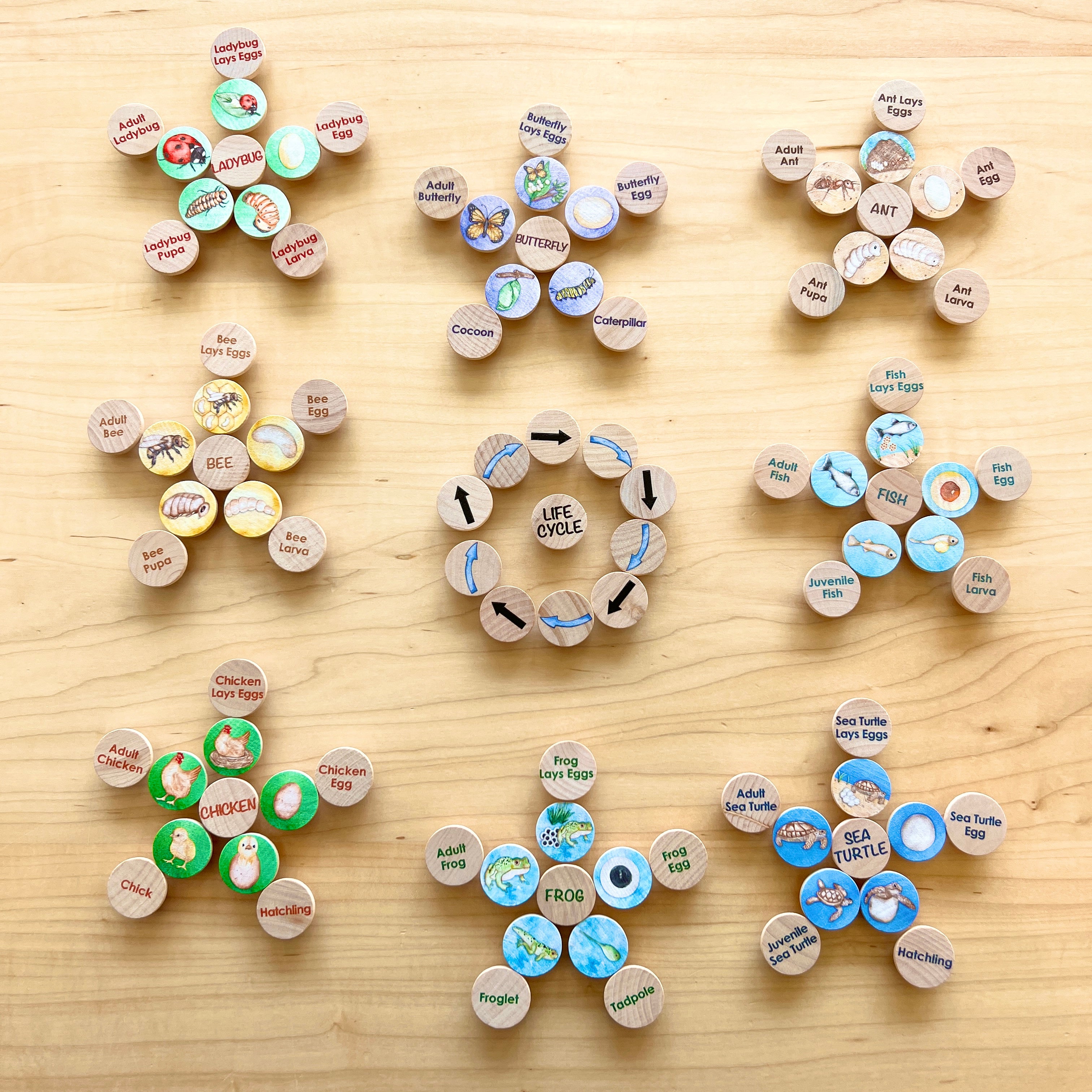 Small Coins - Life Cycle Set 1 – Treasures From Jennifer
