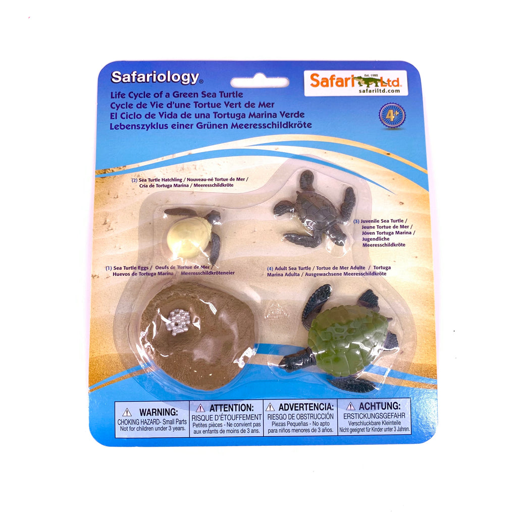 Life Cycle of a Green Sea Turtle – Treasures From Jennifer