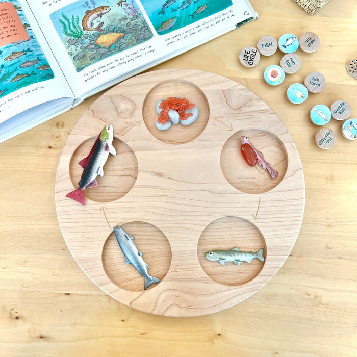 Life Cycle Tray