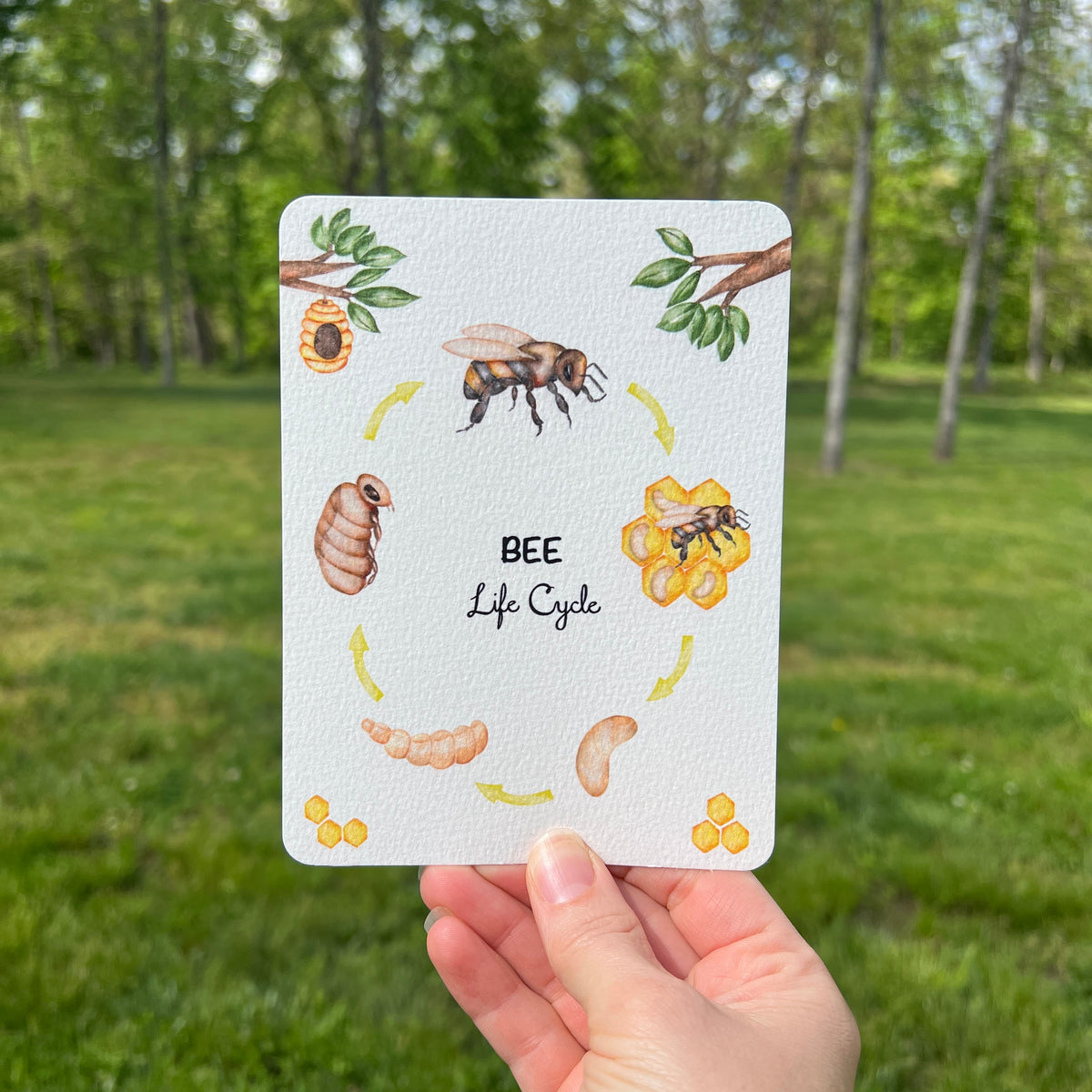 Postcards - Life Cycle Set