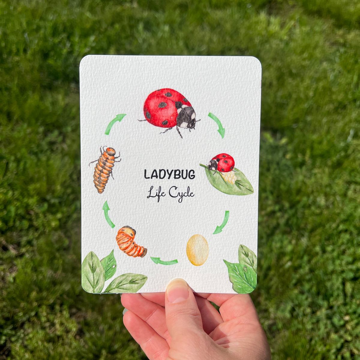 Postcards - Life Cycle Set