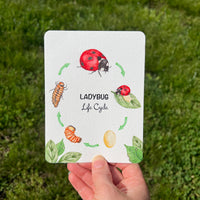 Postcards - Life Cycle Set