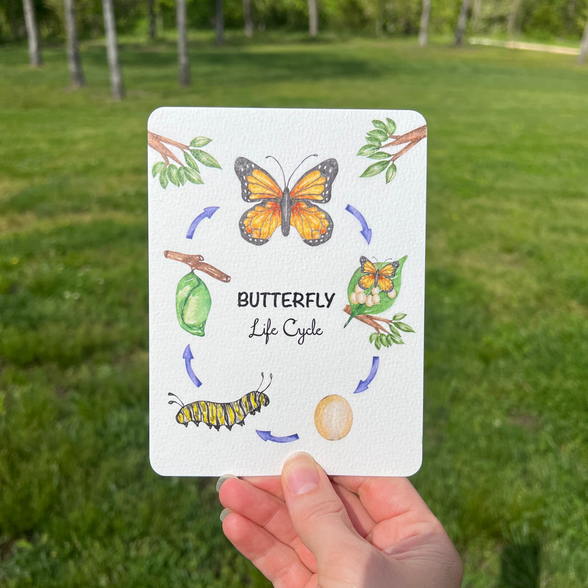 Postcards - Life Cycle Set
