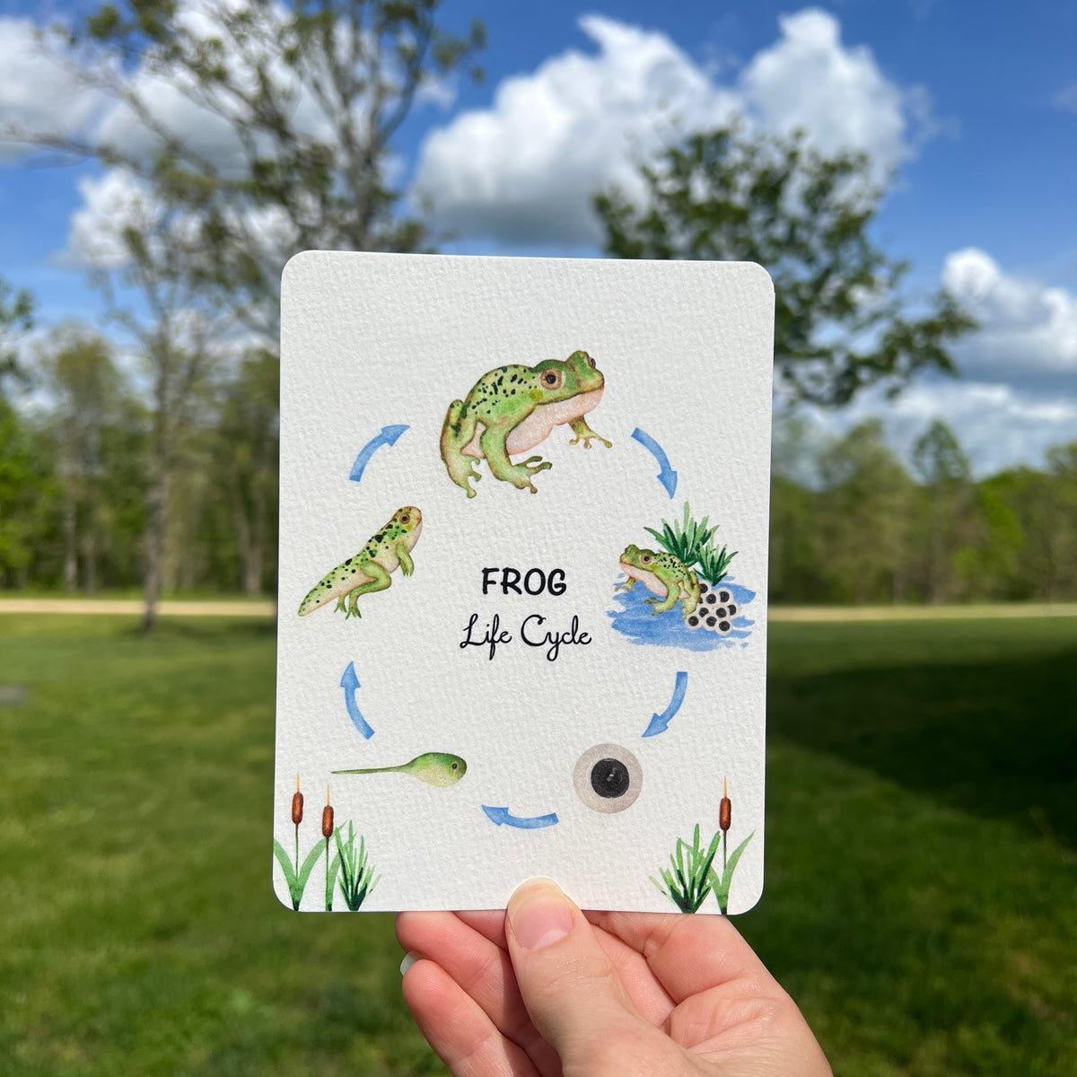 Postcards - Life Cycle Set