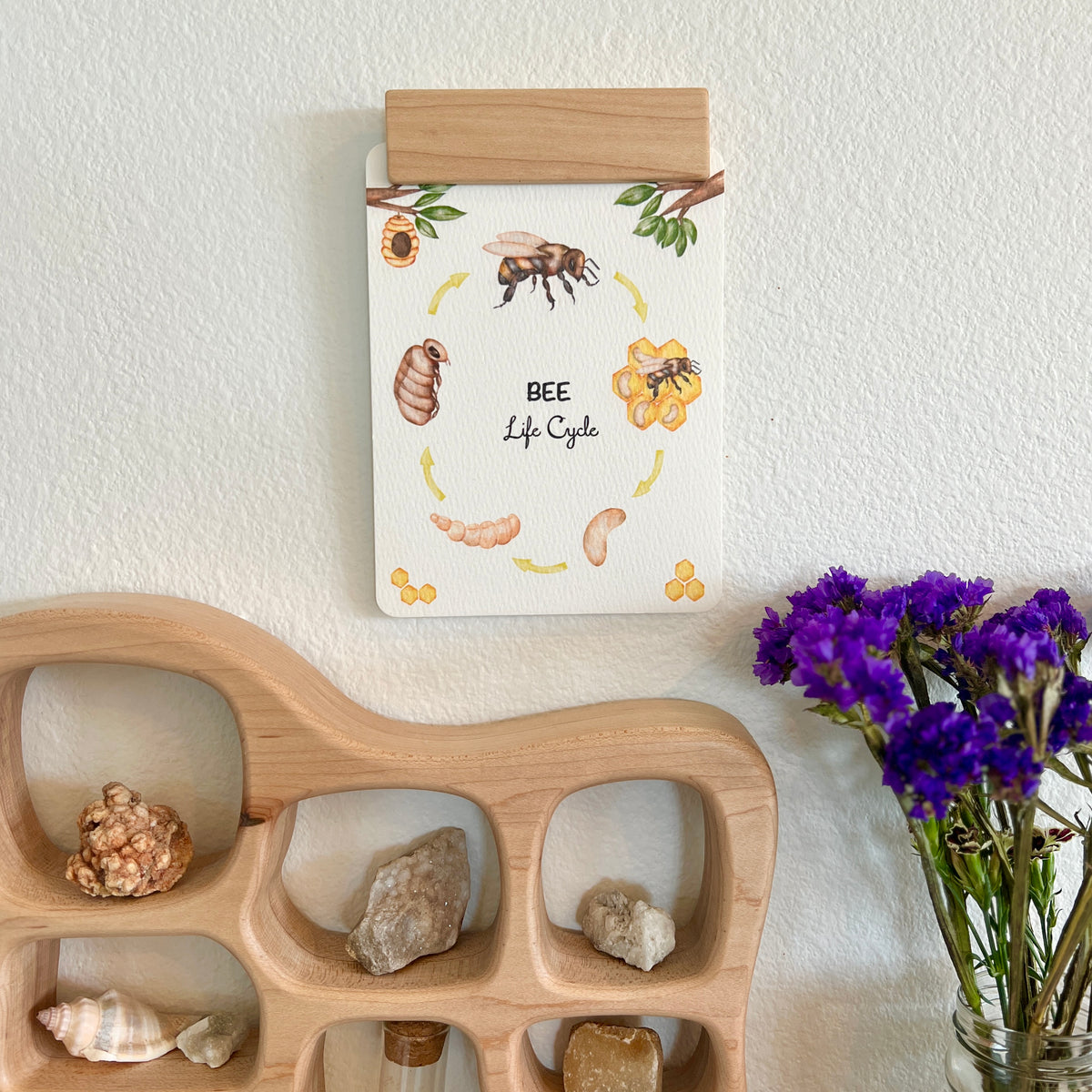 Postcards - Life Cycle Set