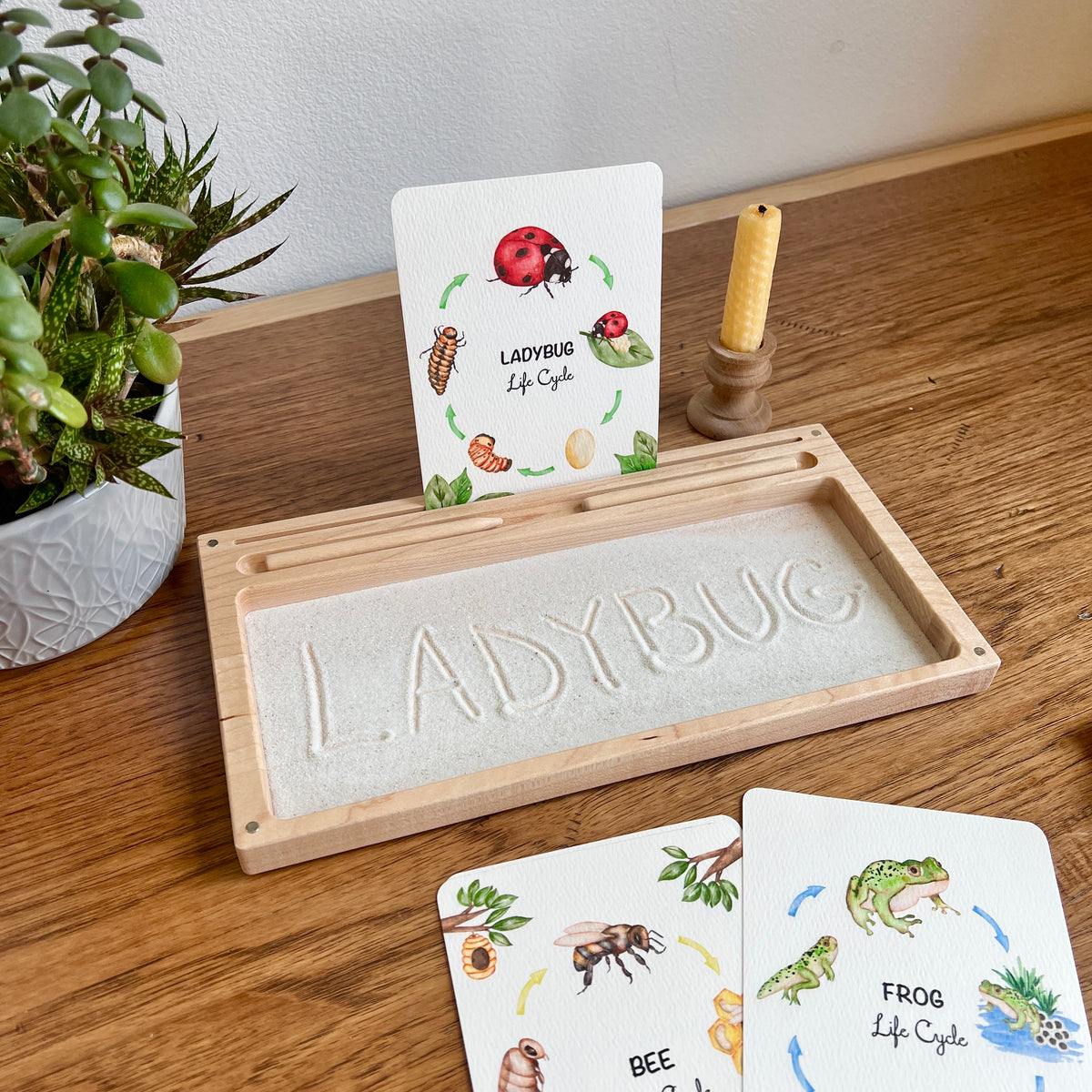 Postcards - Life Cycle Set