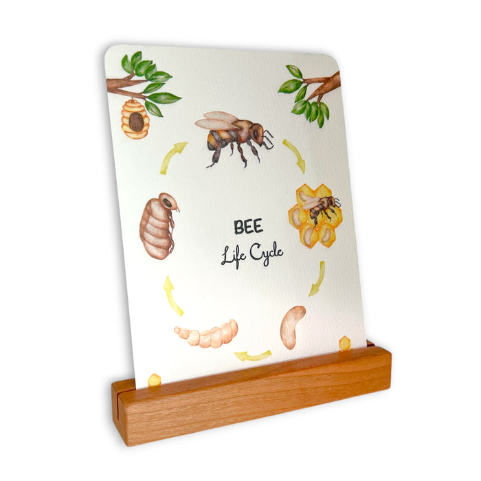 Postcard Holder