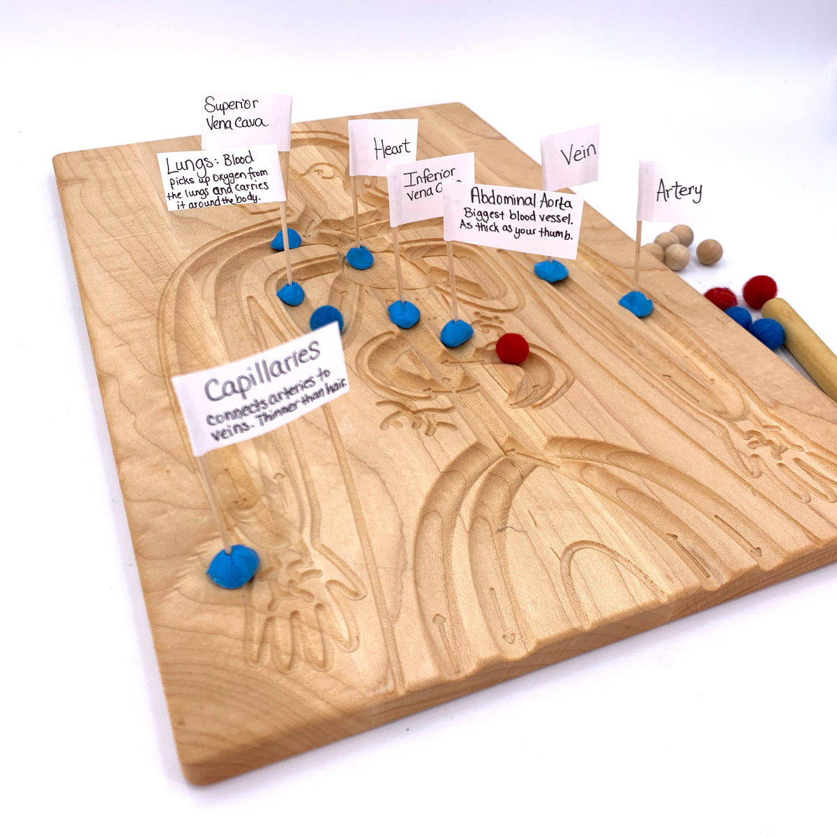 Circulatory System Board