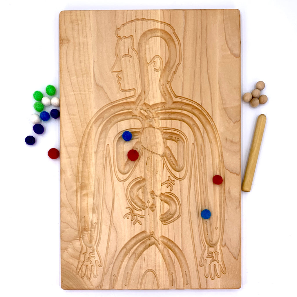 Circulatory System Board – Treasures From Jennifer