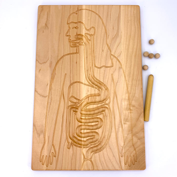 Digestive System Board