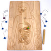 Digestive System Board