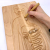 Digestive System Board