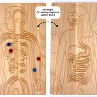 Reversible Circulatory/Digestive Board