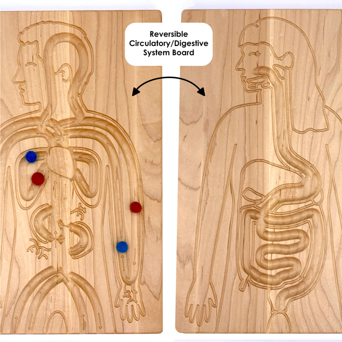 Reversible Circulatory/Digestive Board