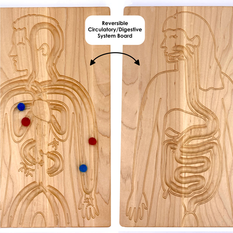 Reversible Circulatory/Digestive Board