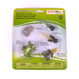 Life Cycle of a Frog