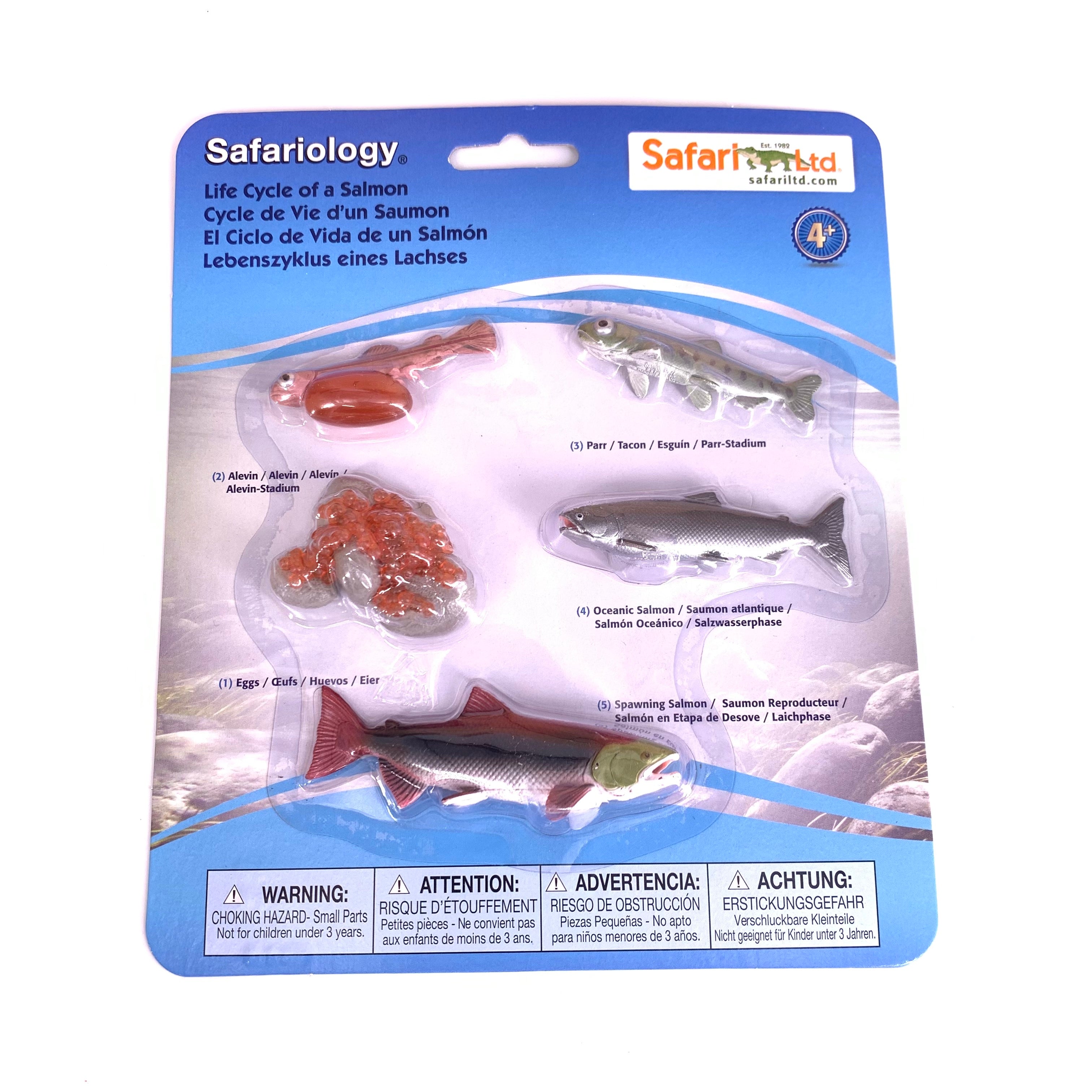 Life Cycle of a Salmon – Treasures From Jennifer