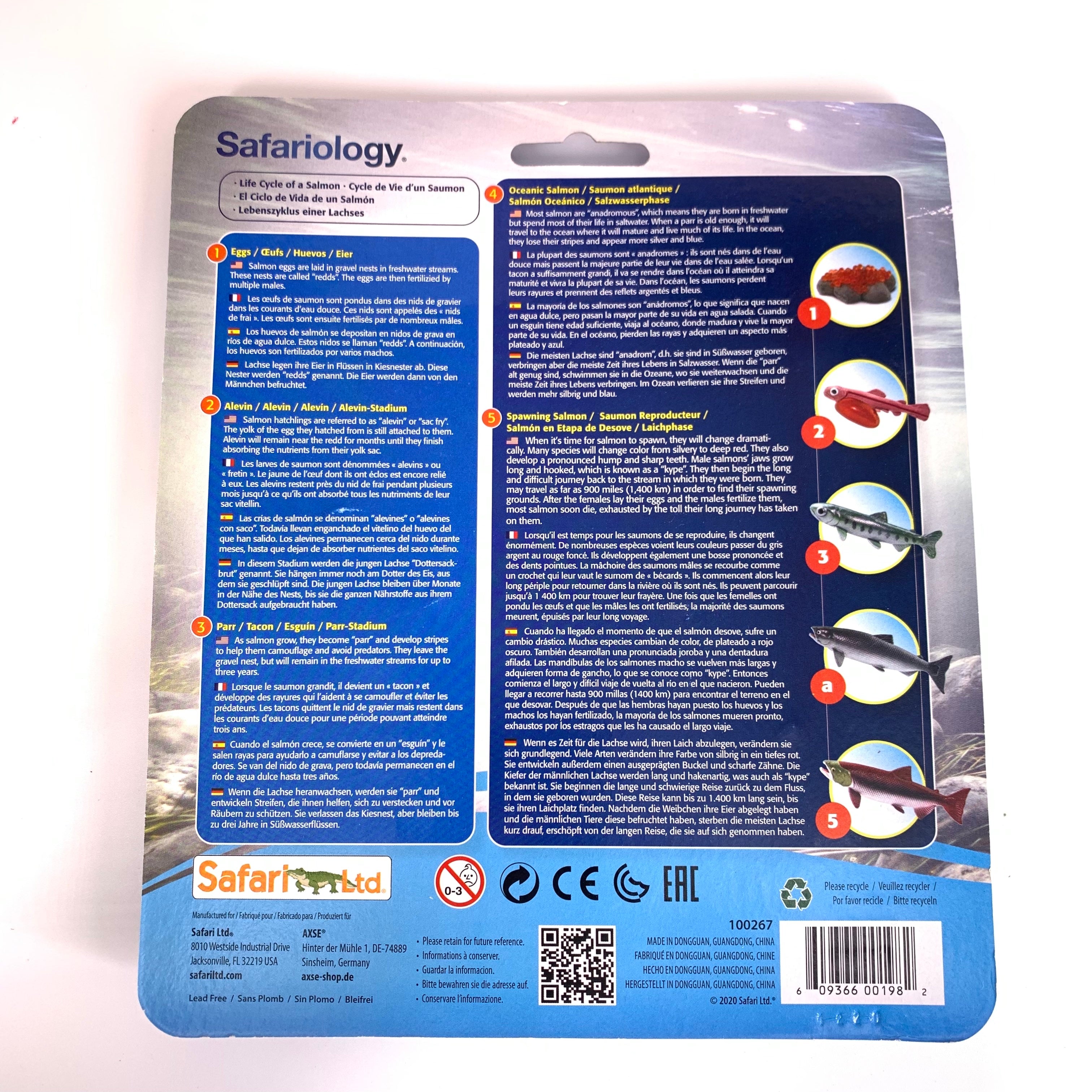 Life Cycle of a Salmon – Treasures From Jennifer